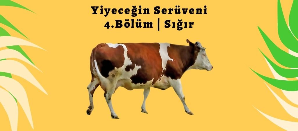 Yiyeceğin Serüveni – 4. Bölüm – Sığır