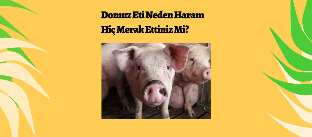 Domuz Eti Neden Haram Hiç Merak Ettiniz Mi?